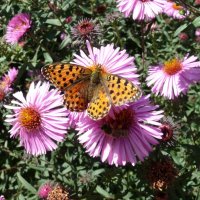 Перламутровка на астрах :: Елена Елена