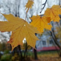 "отрывной календарь осени" :: Артём 