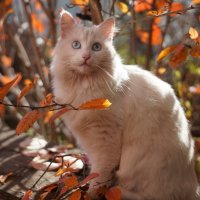 Кото-фотосессия :: Сергей Ц