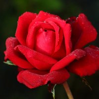 Роза октября :: Юрий. Шмаков