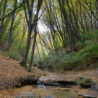 Лес. Ручей :: Evgeny Mameev