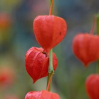 Краски золотой осени. Физалис :: villy Краски золотой осени. Физалис :: villy