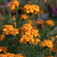 Краски золотой осени. Бархатцы :: villy Краски золотой осени. Бархатцы :: villy