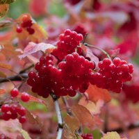 Краски золотой осени. Калина :: villy 