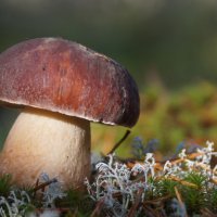 боровик :: Ольга Cоломатина