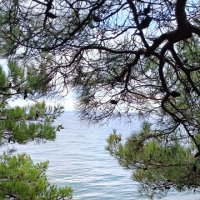 Без названия :: serg 