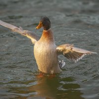 Утренняя зарядка :: Игорь Протасов