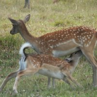 завтрак на бегу)) :: Павел Fotoflash911 Никулочкин