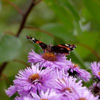 опять бабочки 11 :: Александр Прокудин опять бабочки 11 :: Александр Прокудин