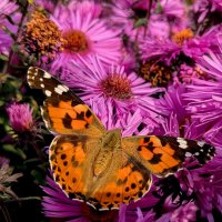 опять бабочки 14 :: Александр Прокудин