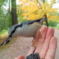 Поползень :: Сапсан 