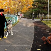 "Слон и Моська" :: Татьяна Помогалова