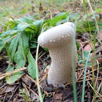 Дождевик шиповатый :: Любовь Сахарова