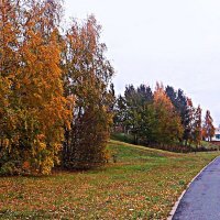 Октябрь...Березы у церковного холма! :: Владимир 