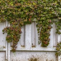 Интерьер заборный :: Валерий Иванович Интерьер заборный :: Валерий Иванович