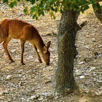 " Сафари парк..." Геленджик... :: Николай Саржанов