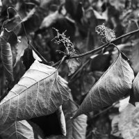 Свернулись :: Лариса Корж