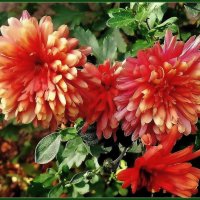 Хризантема - осени прелестная царица, :: Ольга Довженко Хризантема - осени прелестная царица, :: Ольга Довженко