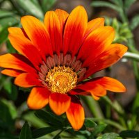 Газания :: Игорь Сикорский