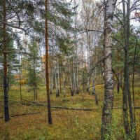 Осенний лес :: Сергей Цветков Осенний лес :: Сергей Цветков