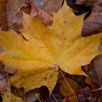 Опавший кленовый лист :: Александр Синдерёв