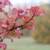 *** :: Владимир Безбородов