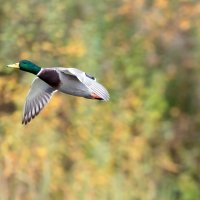 *** :: Владимир Безбородов