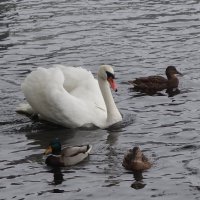 Лебеди в городе :: Рита Симонова