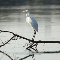 цапля :: Светлана 