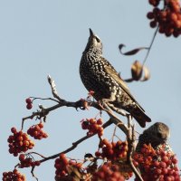 Скворушка :: Зоя Мишина