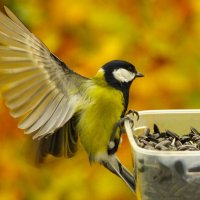 "Все сюда скорее !" :: Юрий Куликов