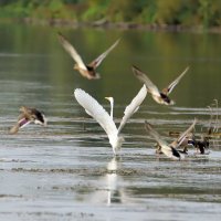 Полетели! :: Светлана 