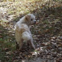 По осенним листочкам... :: Freddy 97