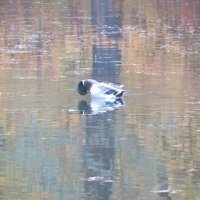 Селезень :: Людмила 