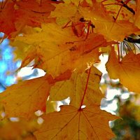 Желтеют листья :: Сергей Карачин