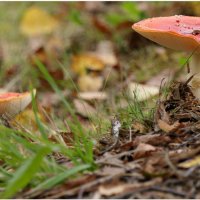И весьма фотогеничный. Взяли фотоаппарат? :: "The Natural World" Александер