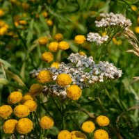Осенний букет... :: Николай Гирш Осенний букет... :: Николай Гирш