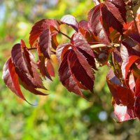 Осень раскрашивает листья :: Татьяна Смоляниченко