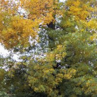 Сквер на Красной (г. Краснодар) II :: Игорь Протасов