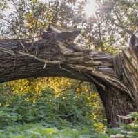 Треснула жизнь деревянная :: sorovey Sol