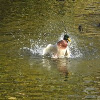 дикий мир осенью :: ИННА ПОРОХОВА