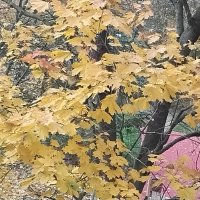 Осенние листья :: Дмитрий Никитин Осенние листья :: Дмитрий Никитин