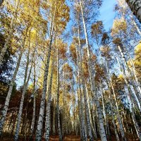 Осенние березы :: Надежда