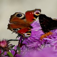 опять бабочки 16 :: Александр Прокудин