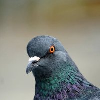 Фотоанималистика :: александр 