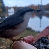 Поползень :: Сапсан 