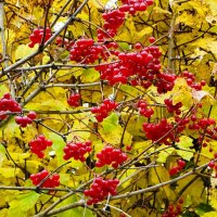 Калина в октябре. :: Милешкин Владимир Алексеевич 