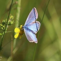 Голубянка :: Любовь Сахарова Голубянка :: Любовь Сахарова