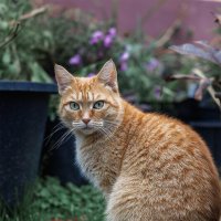 Маруся :: Michel 