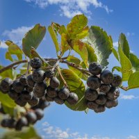 Черноплодная рябина :: Aleksey Afonin Черноплодная рябина :: Aleksey Afonin